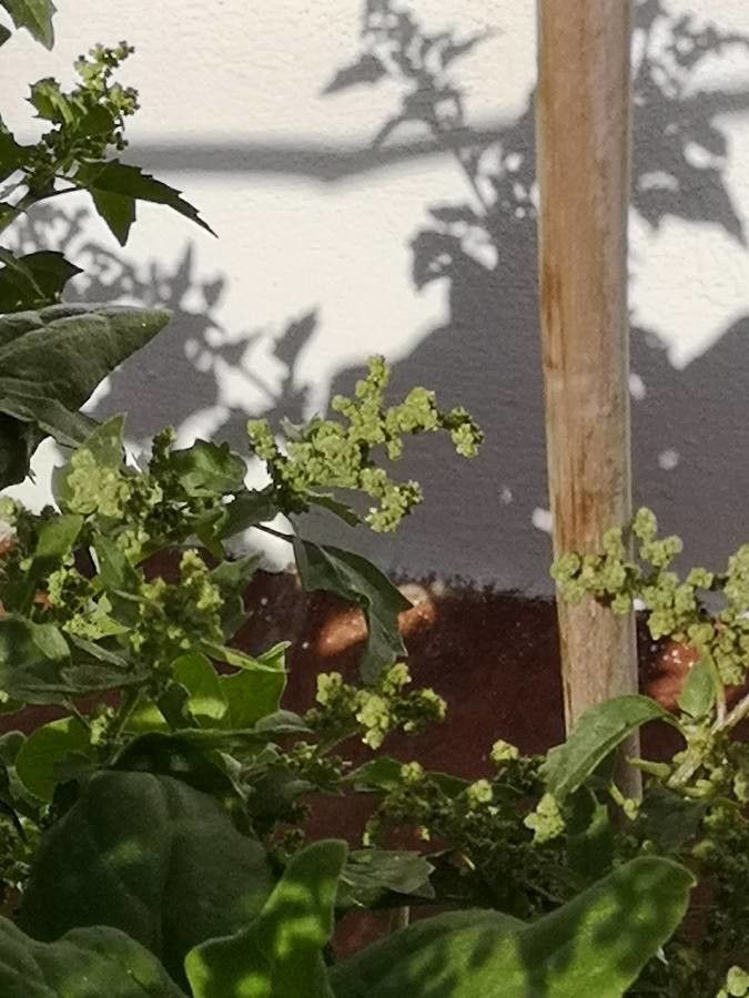 Chenopodium bonus-henricus flower