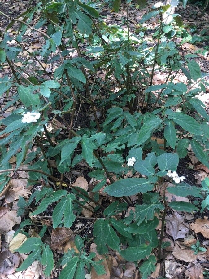 Begonia juliana habit