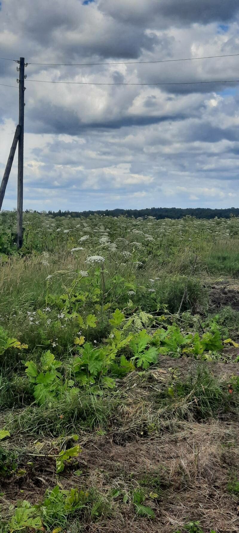 Heracleum sosnowskyi flower