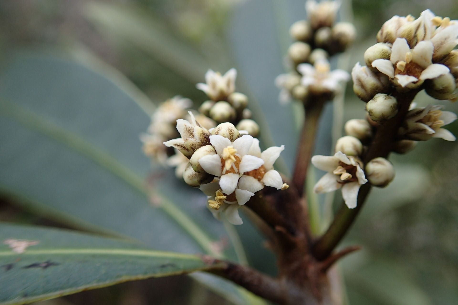 Semecarpus poyaensis flower