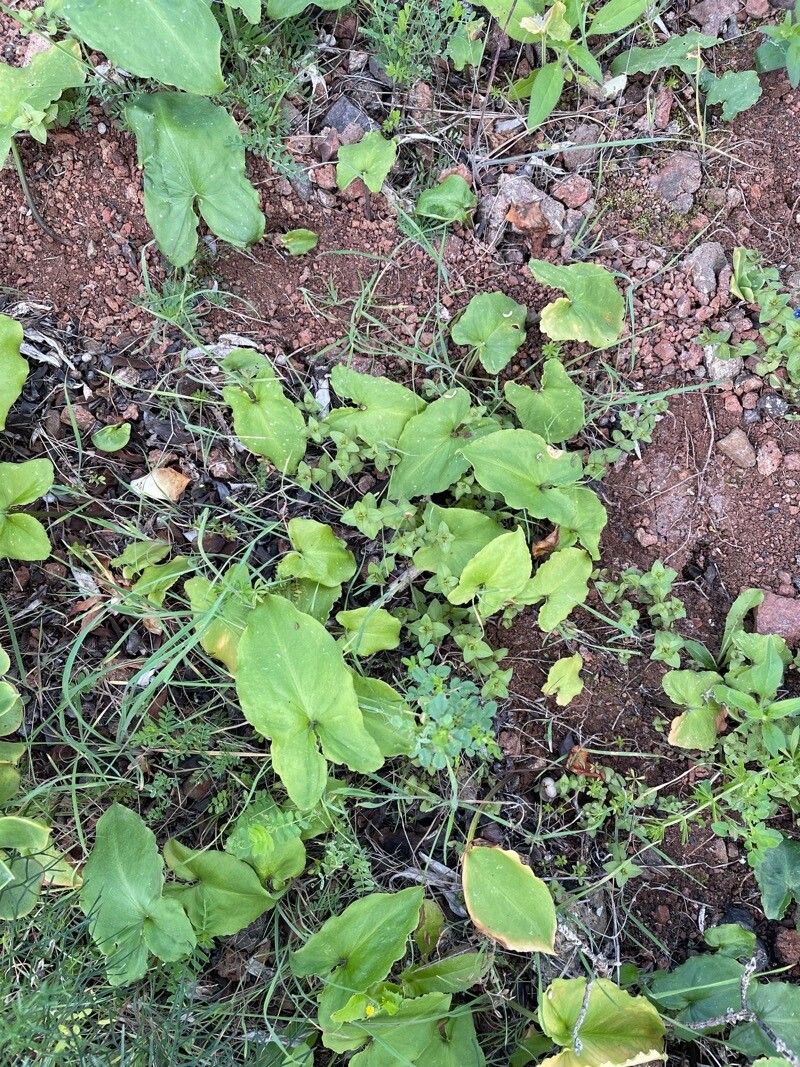 Convolvulus lopezsocasii leaf