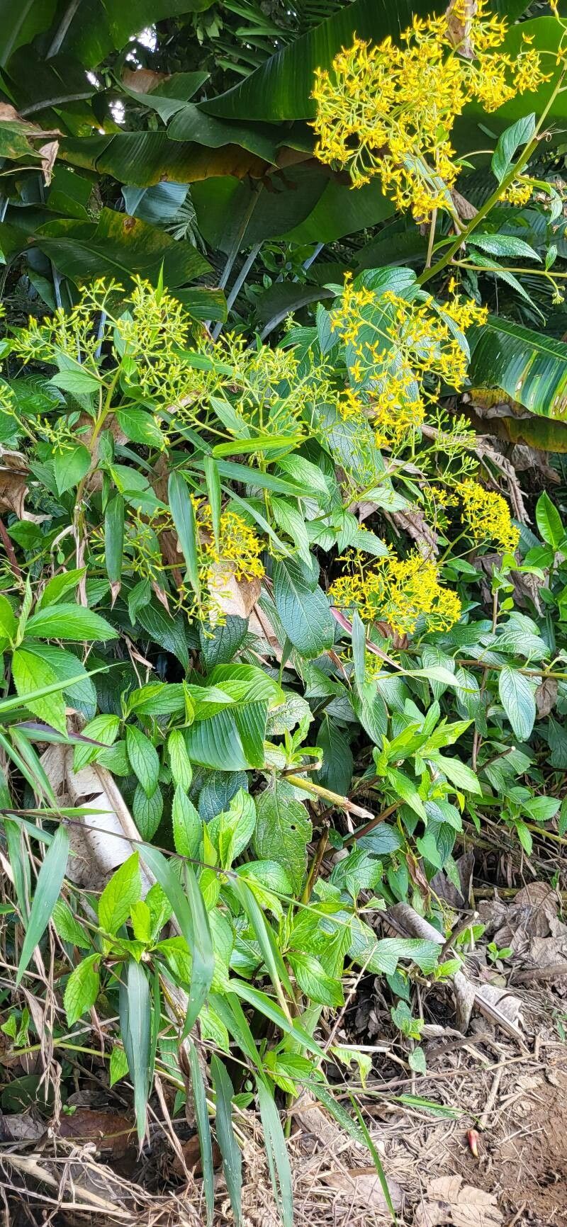 Dendrophorbium lucidum habit