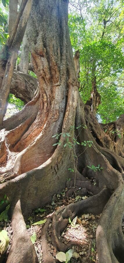Ficus vallis-choudae bark