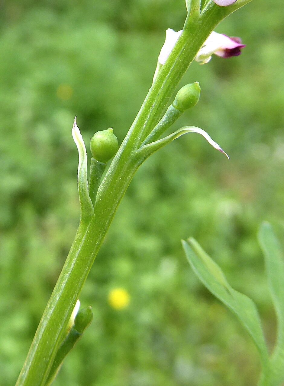 Fumaria gaillardotii fruit