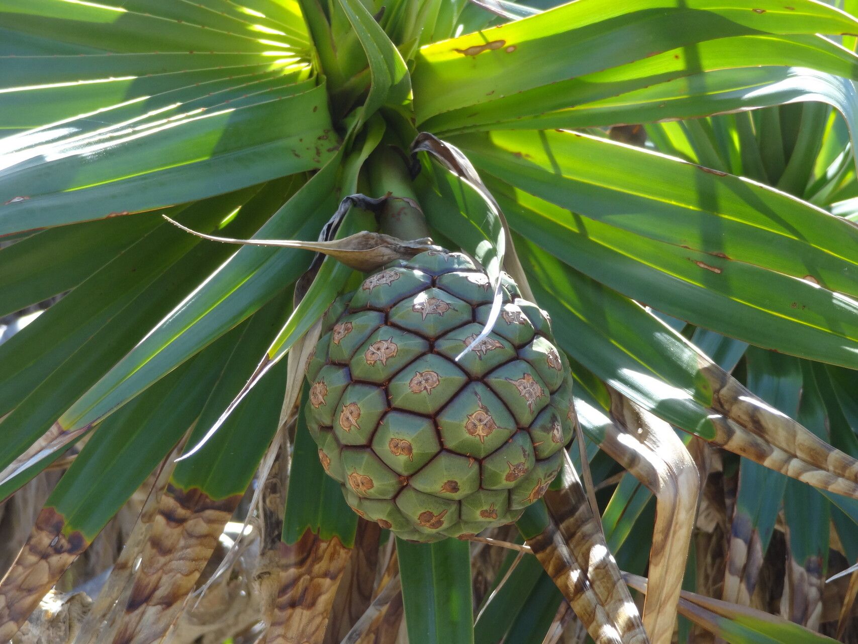 Pandanus heterocarpus fruit