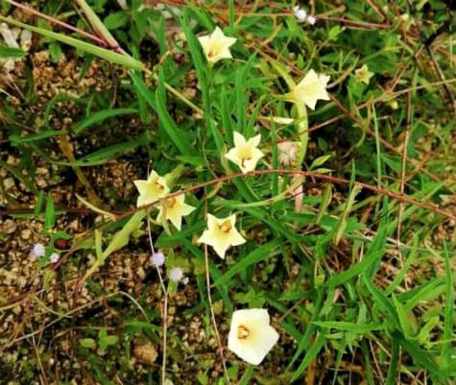 Merremia tridentata flower