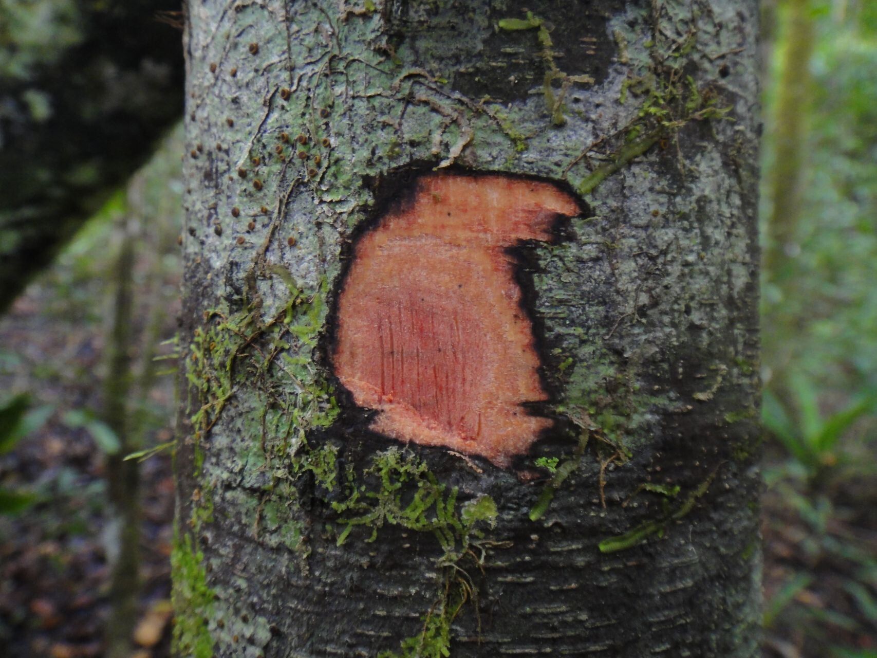Diospyros trisulca bark