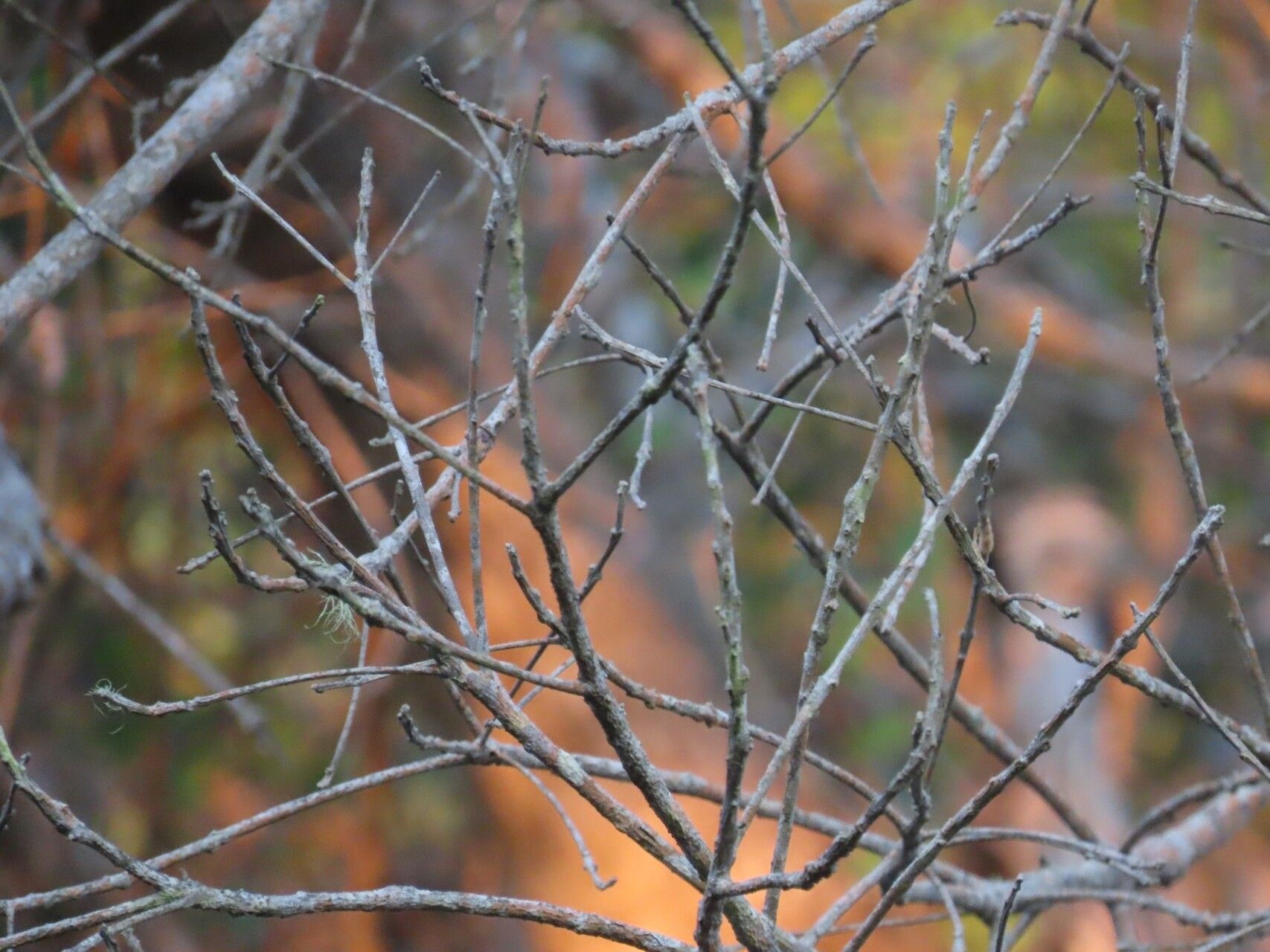 Tapinanthus dependens bark