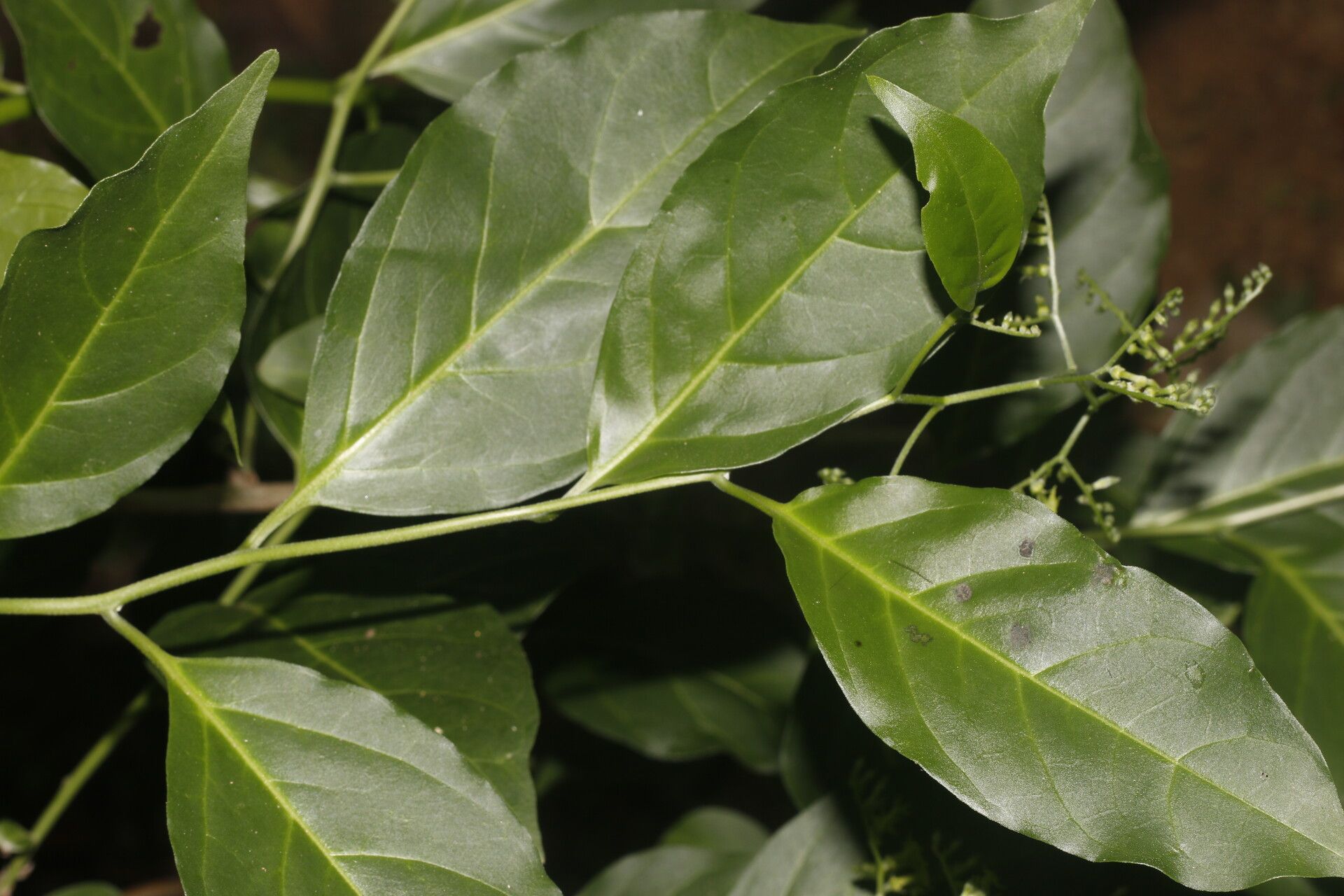 Tournefortia maculata — search result for 'Tournefortia'