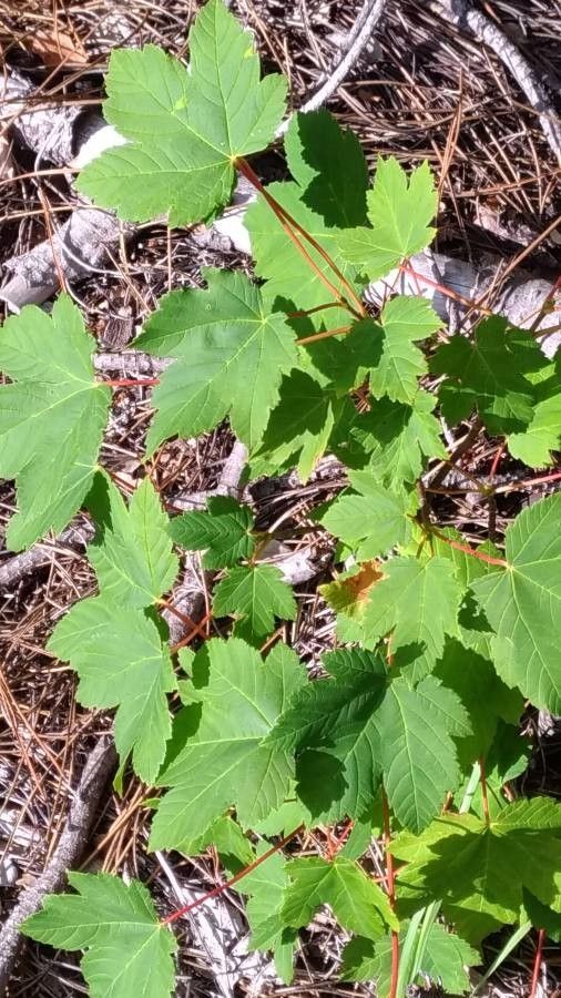 Acer glabrum leaf