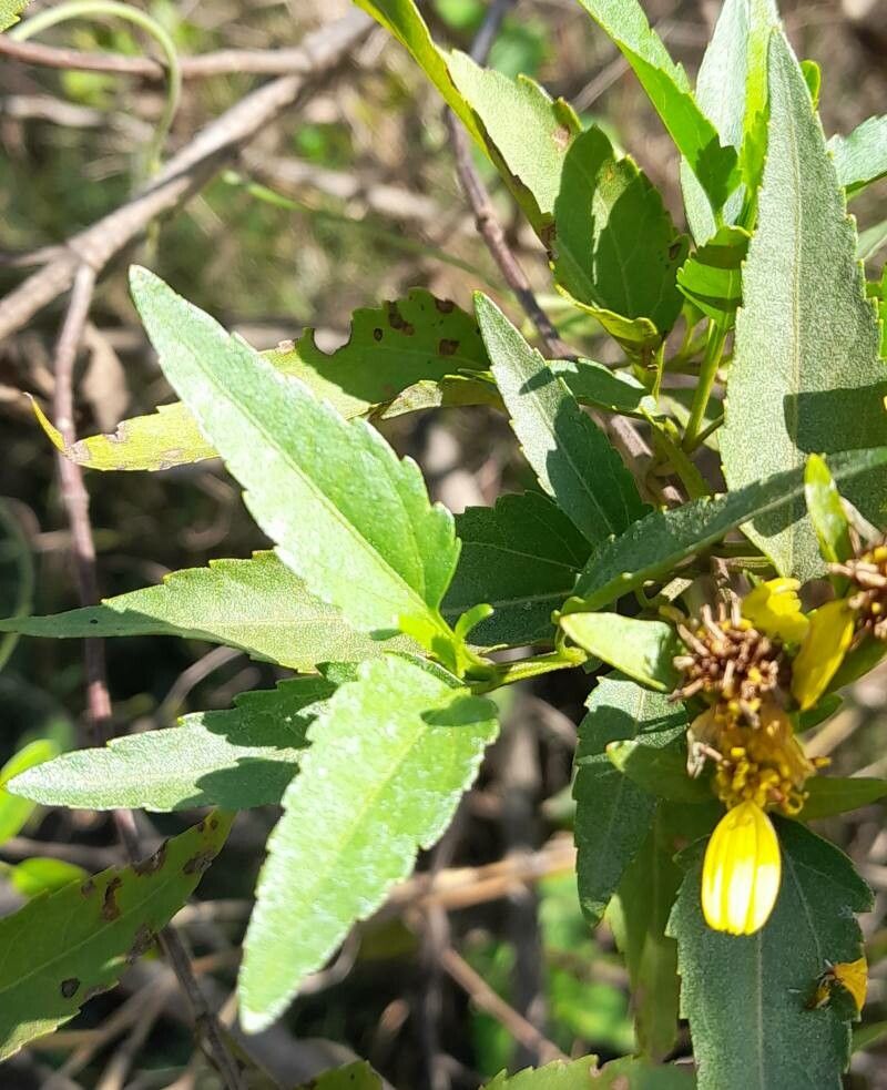 Calea clematidea — related species from the same genus