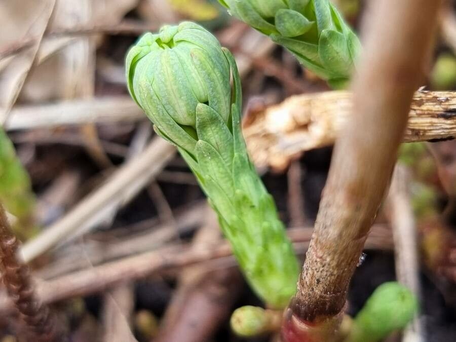 Diphasiastrum tristachyum flower