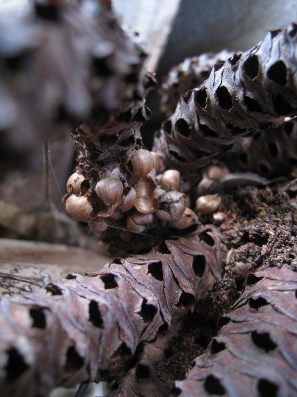 Latania lontaroides flower