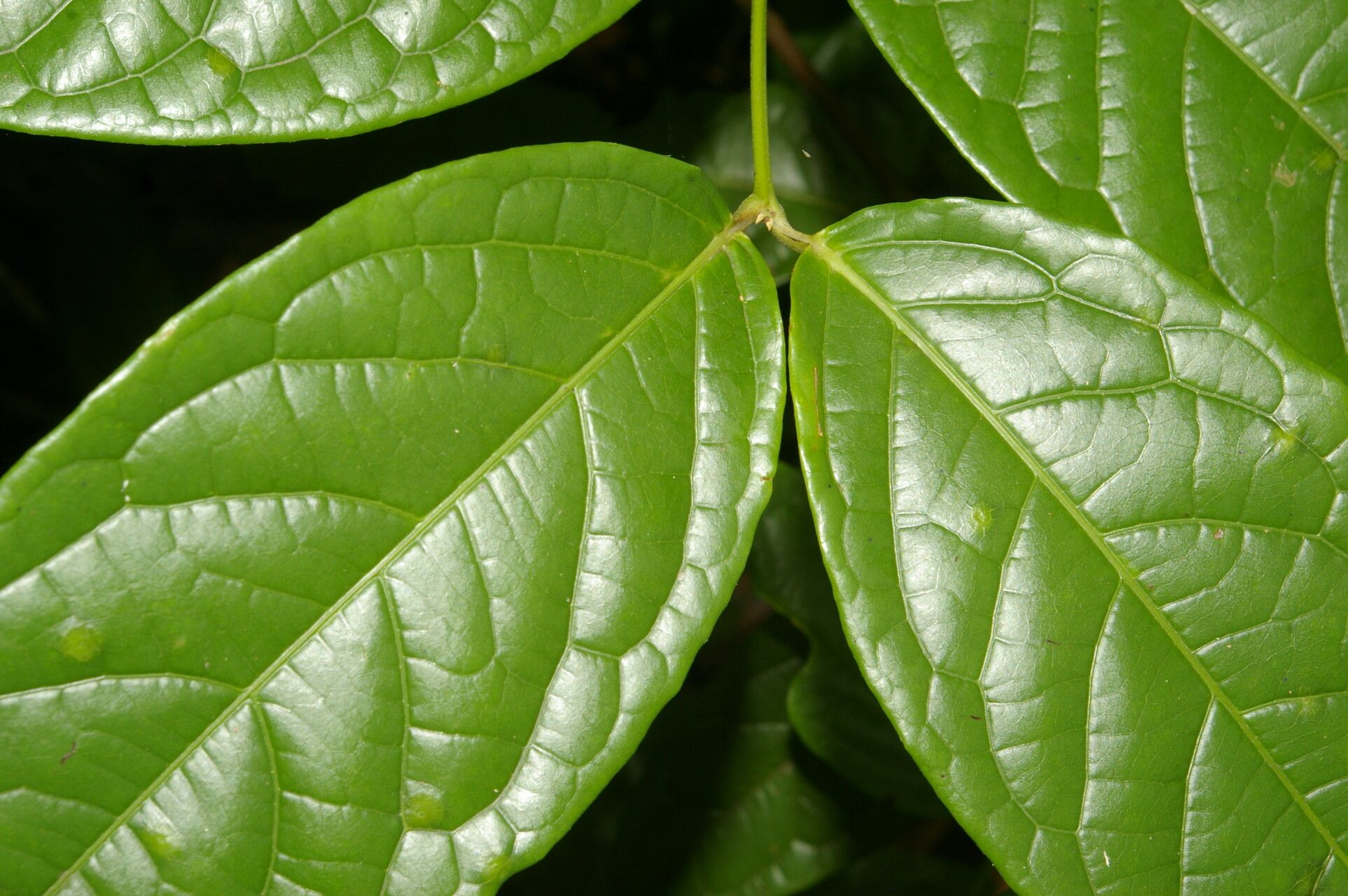 Tetrapterys styloptera leaf