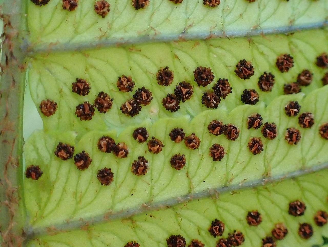 Dryopteris dickinsii fruit