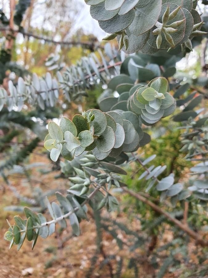 Eucalyptus kruseana leaf