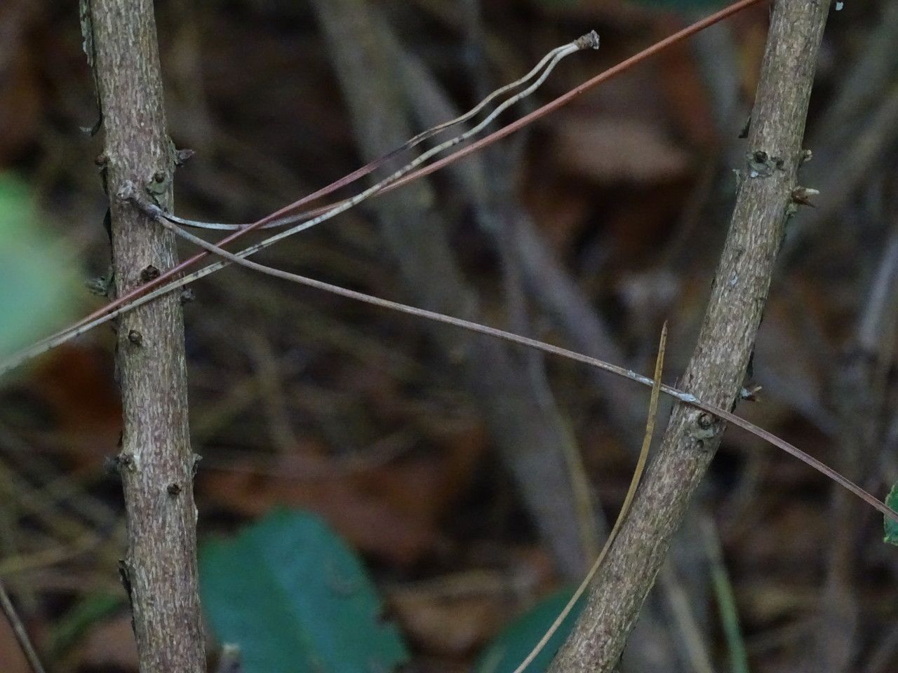 Rhododendron beanianum bark