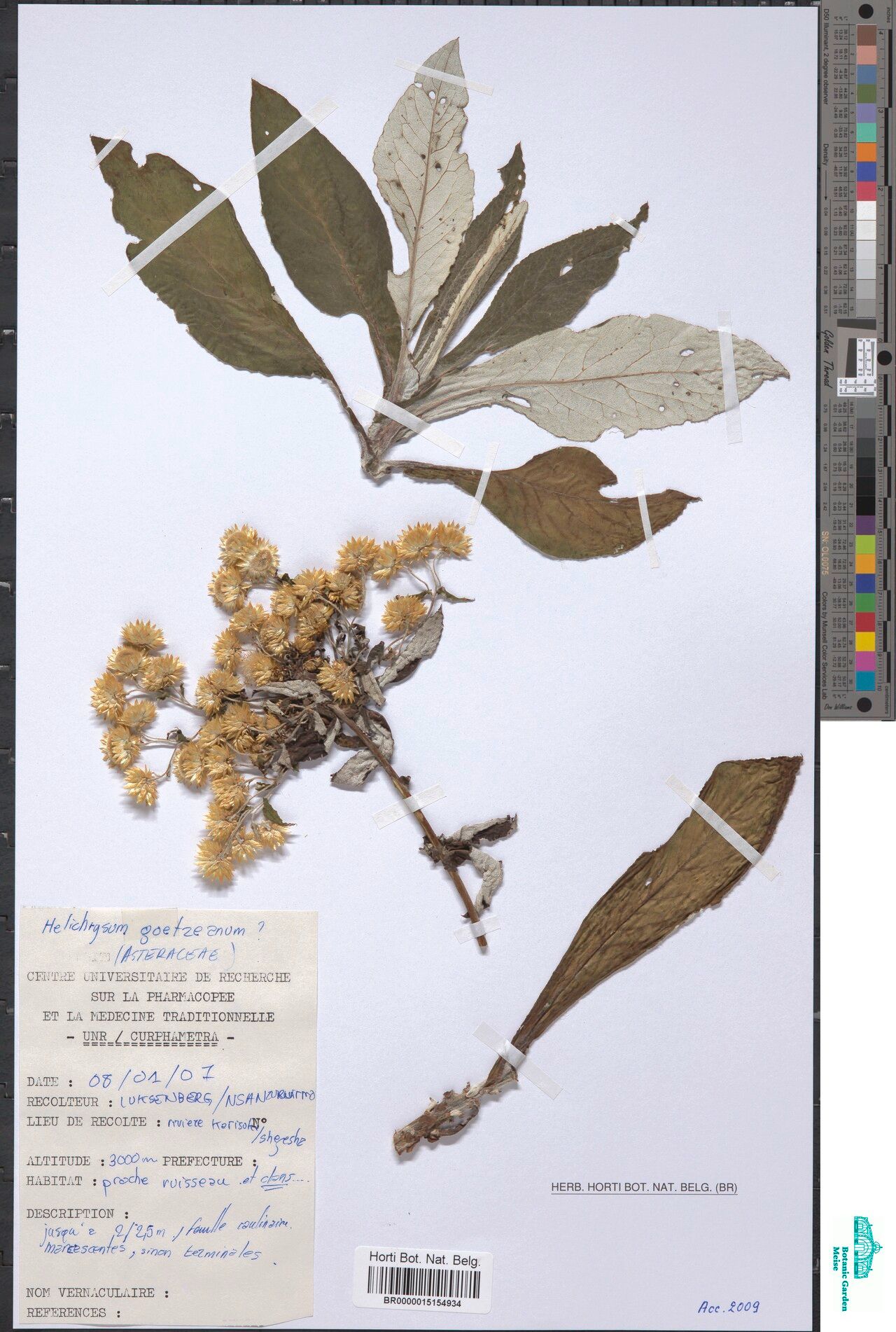 Helichrysum goetzeanum — search result for 'Helichrysum'