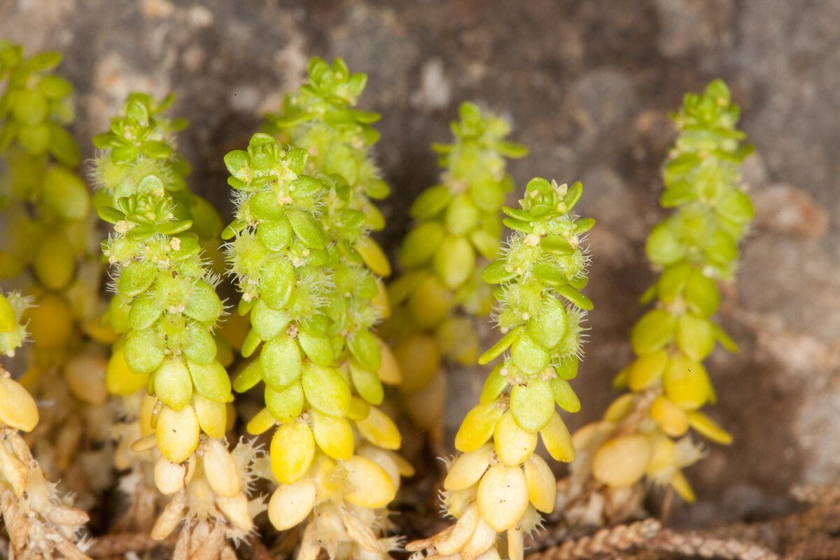 Valantia muralis flower