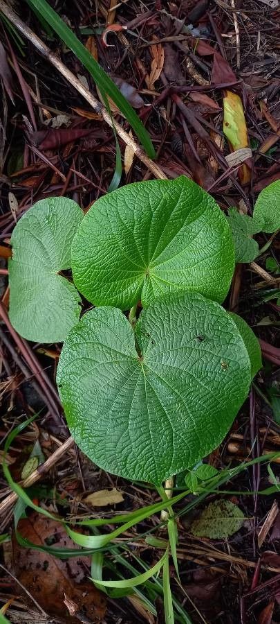 Piper umbellatum leaf