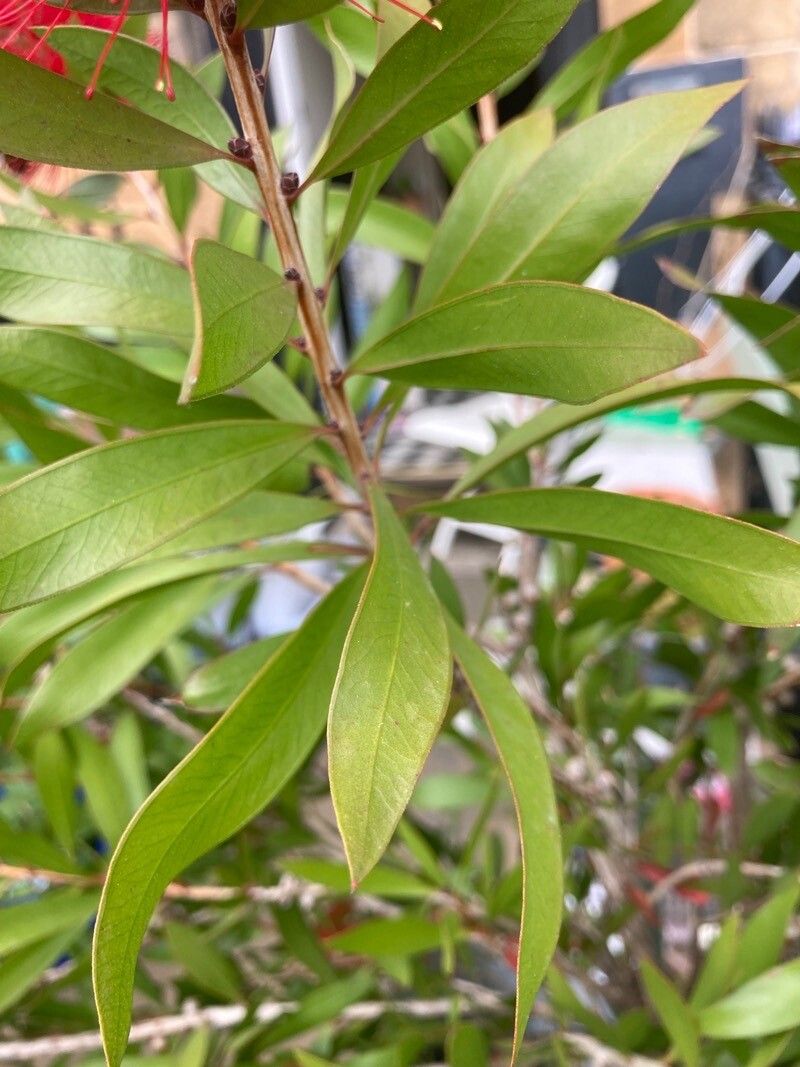 Callistemon coccineus
