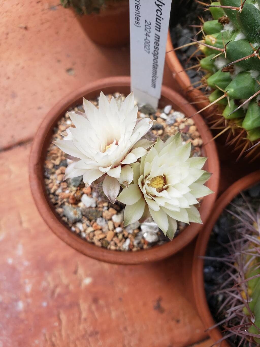 Gymnocalycium mesopotamicum flower