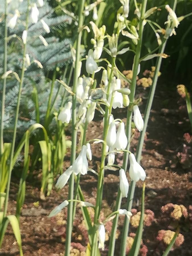 Ornithogalum candicans flower