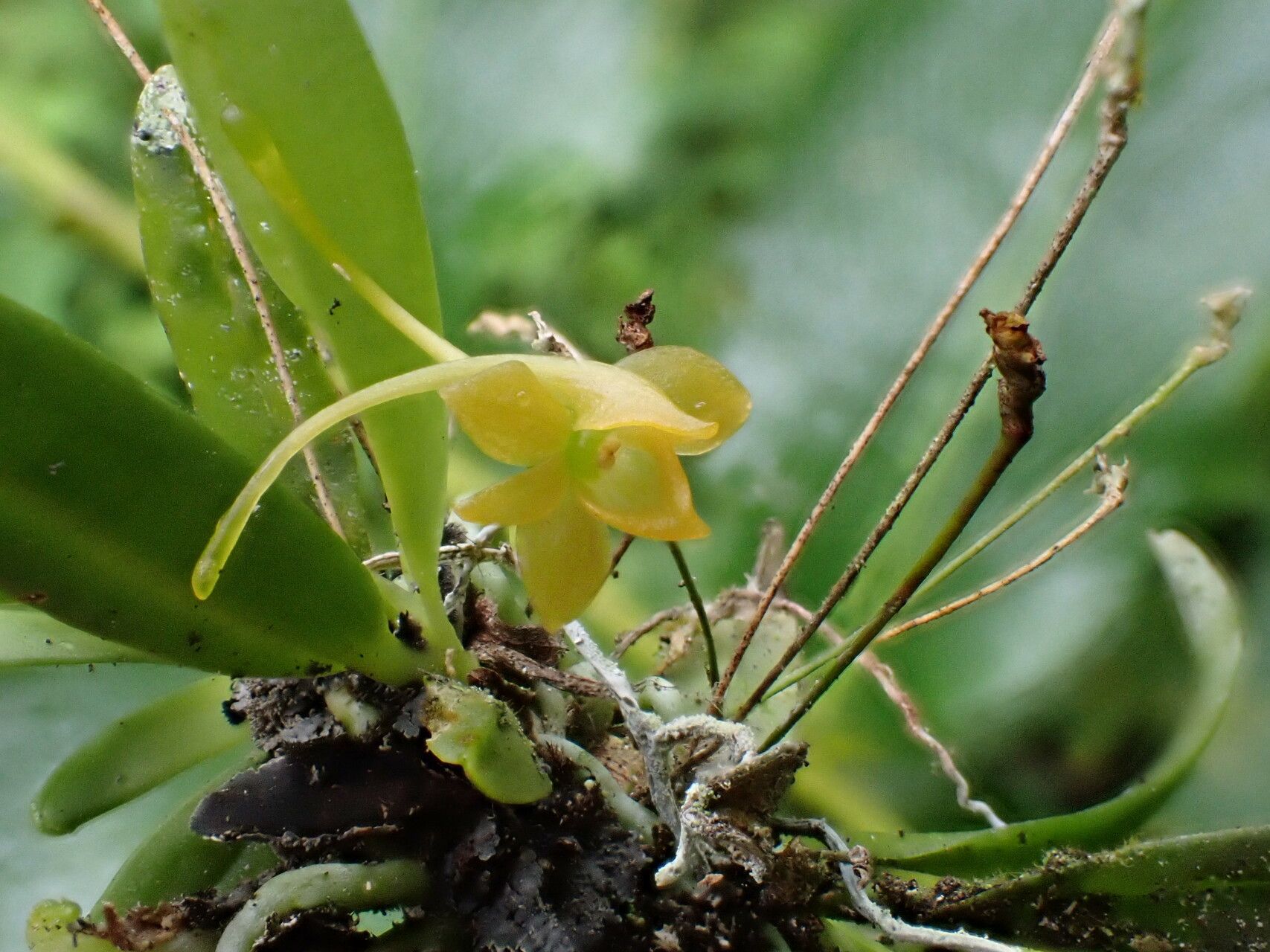 Angraecum ochraceum — houseplant care guide