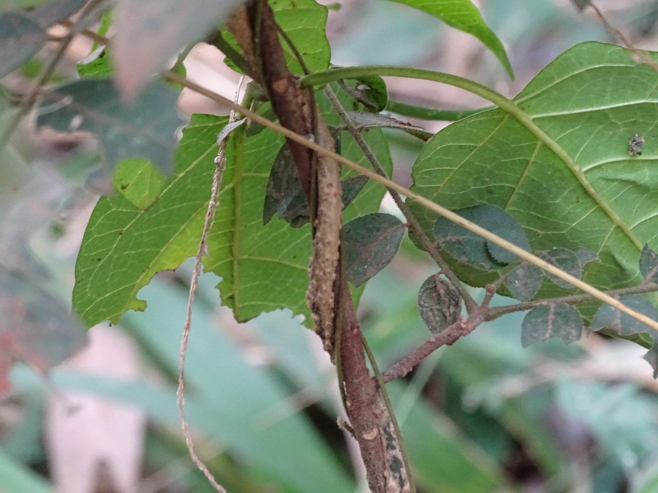 Grewia stuhlmannii bark