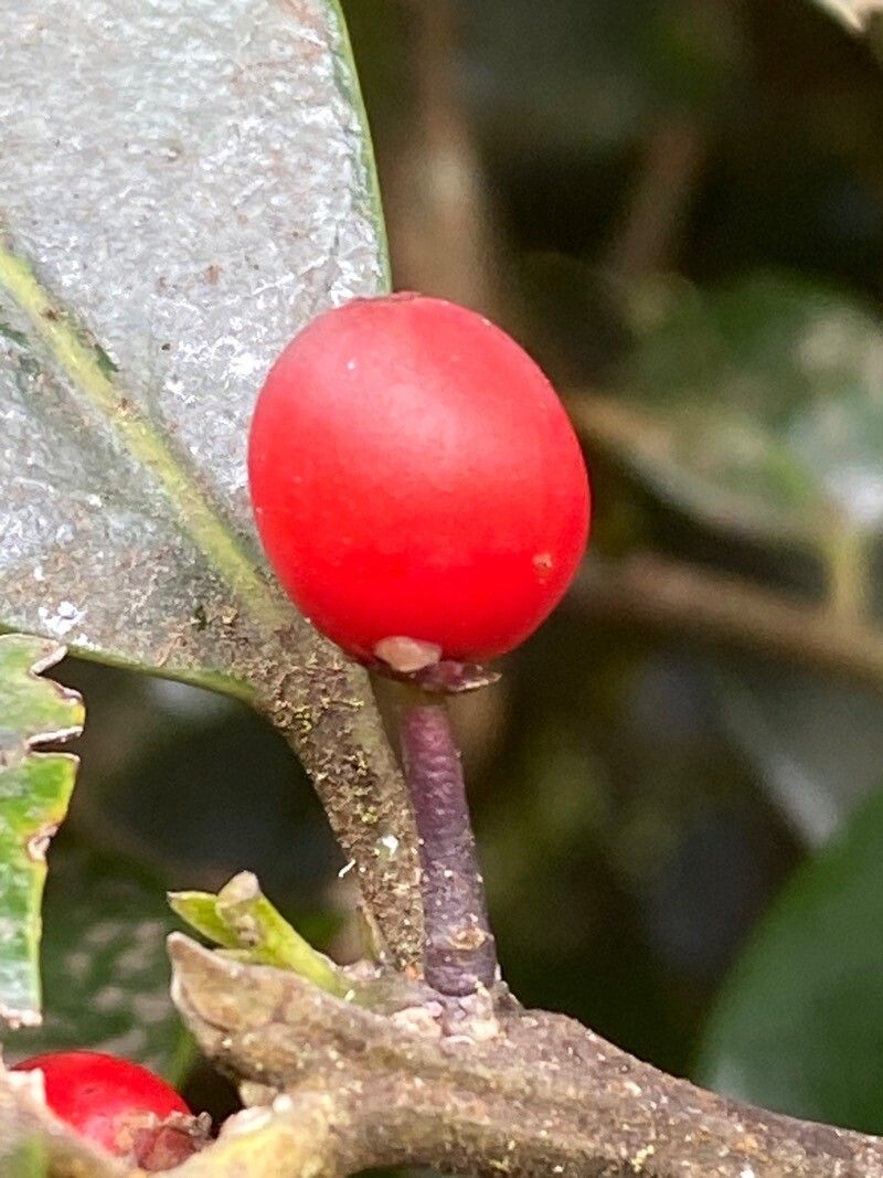Ilex perado fruit