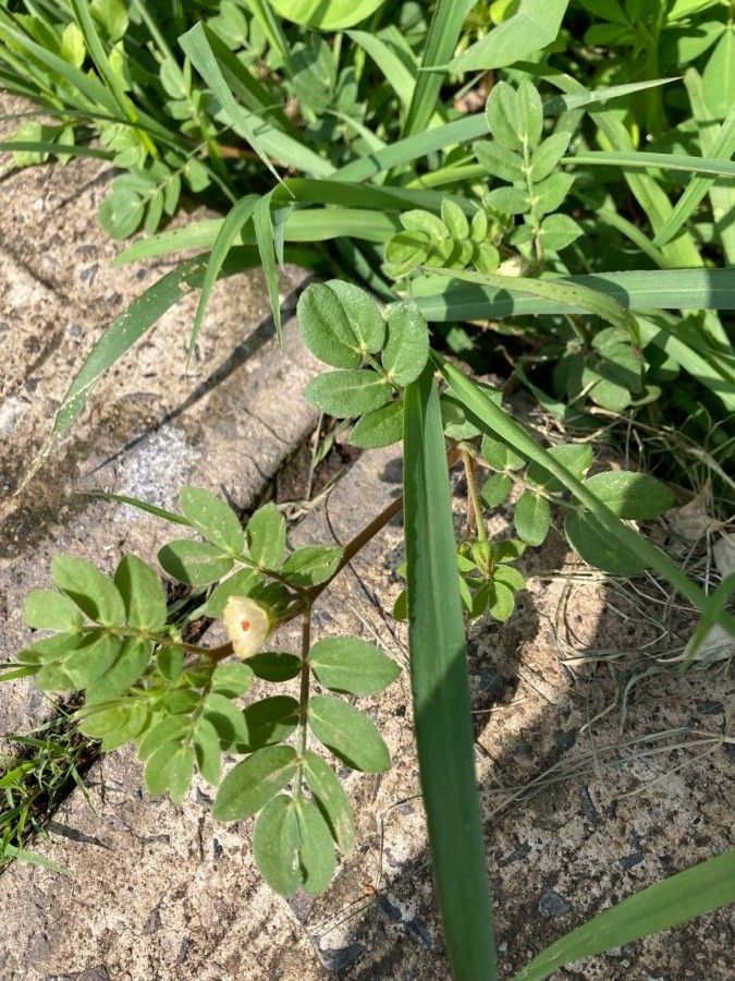 Kallstroemia maxima leaf