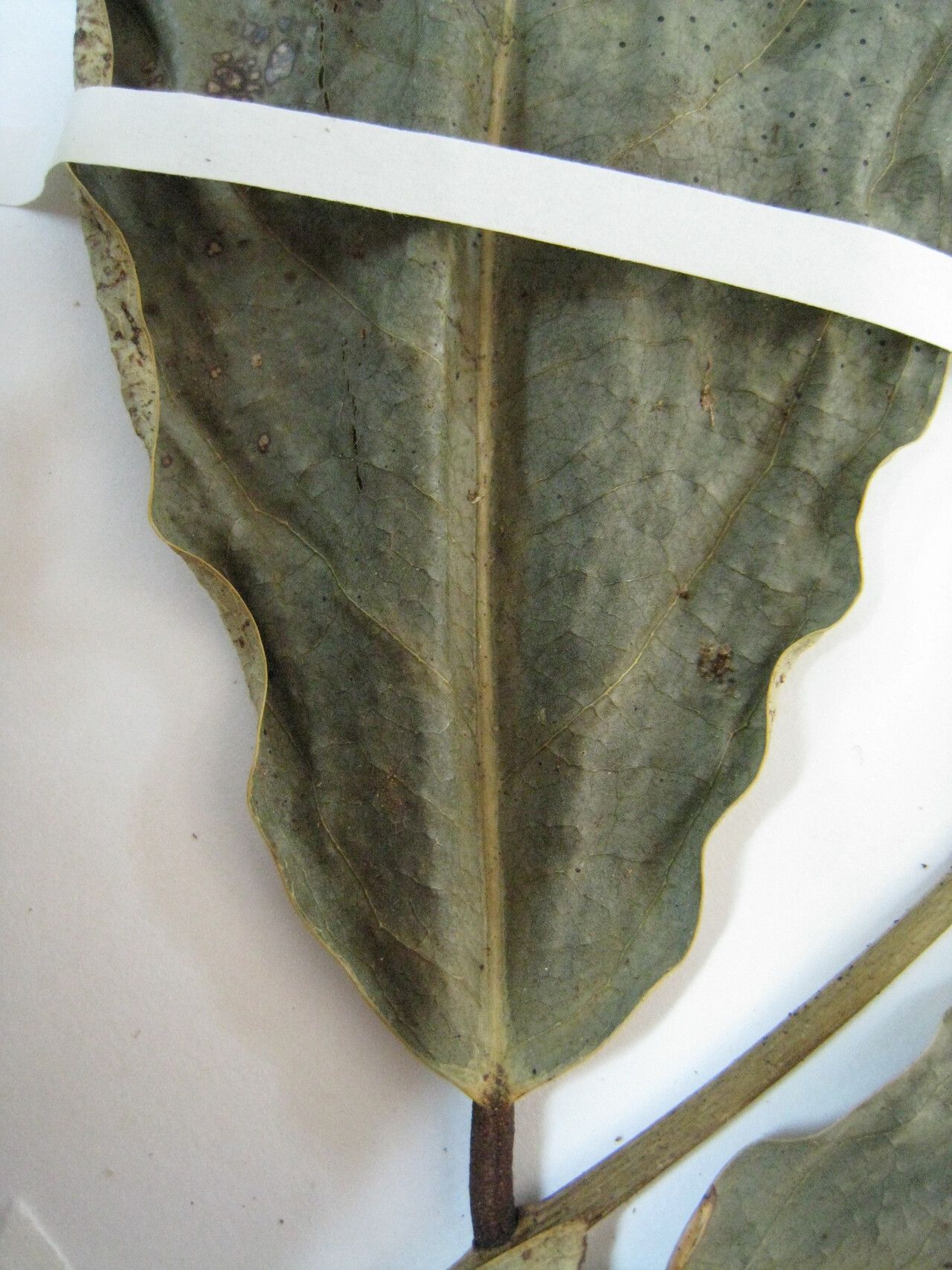 Candolleodendron brachystachyum — houseplant care guide