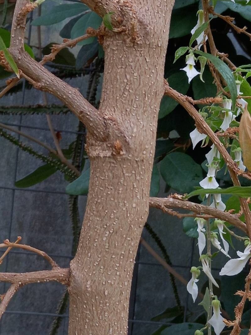 Pombalia prunifolia bark