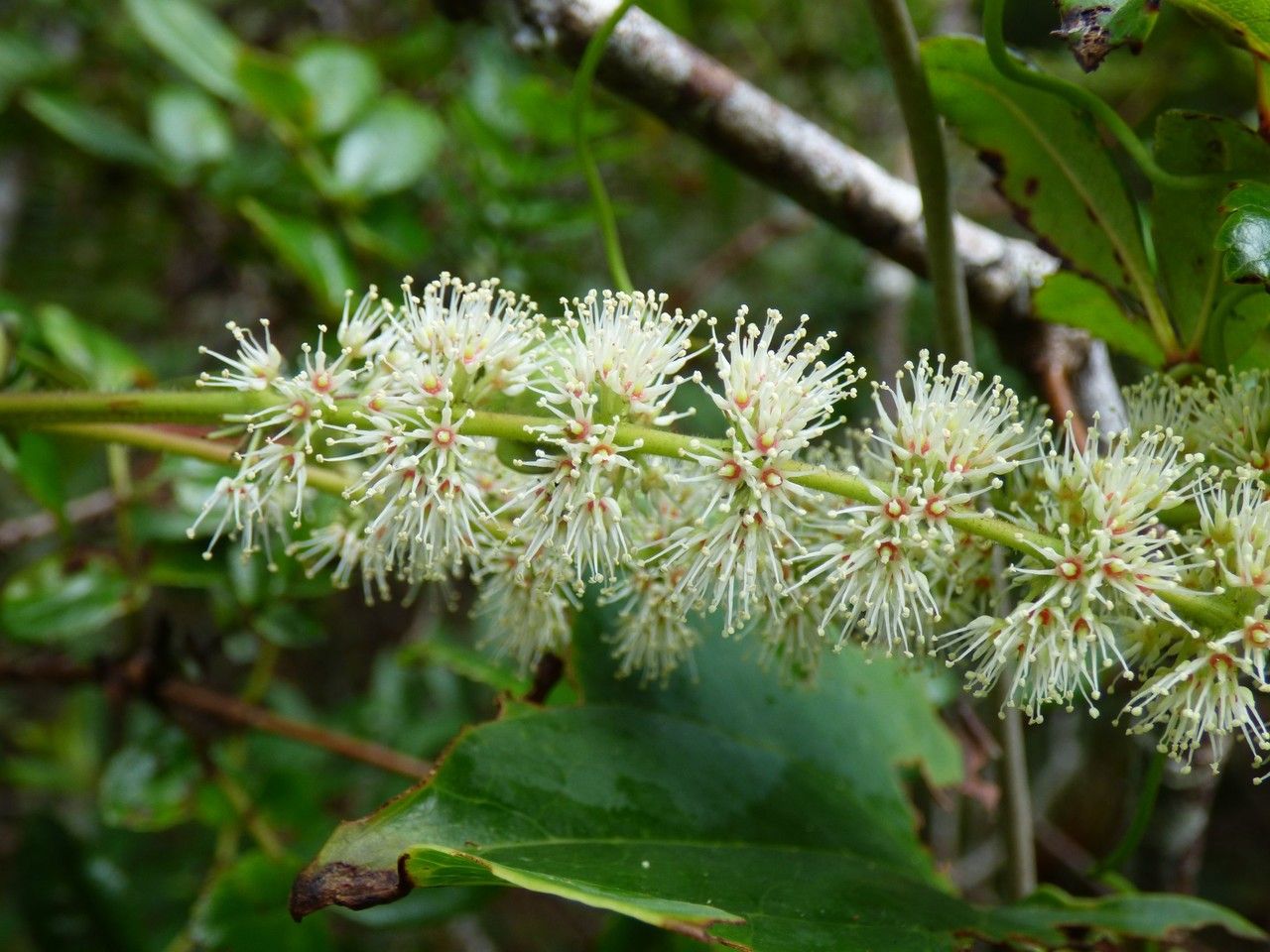 Weinmannia tinctoria flower