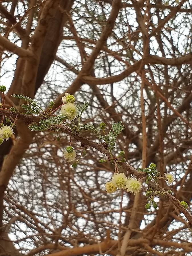Acacia tortilis flower