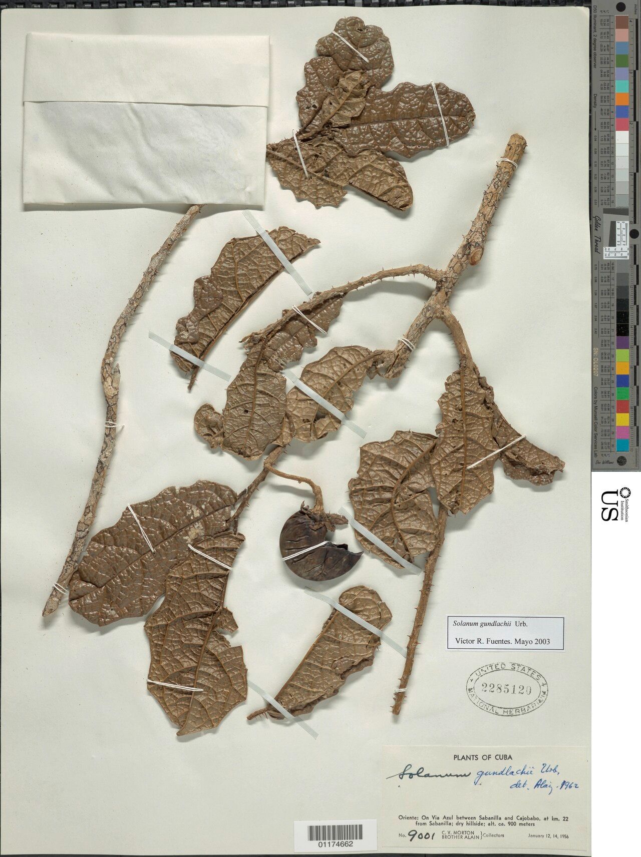 Solanum gundlachii — houseplant care guide