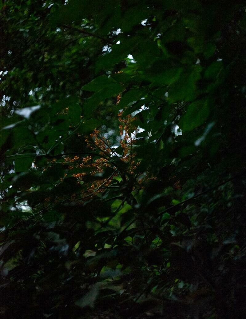 Heteropanax fragrans — search result for 'Aralia'