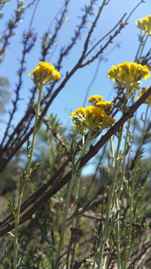Eriophyllum stoechadifolium habit