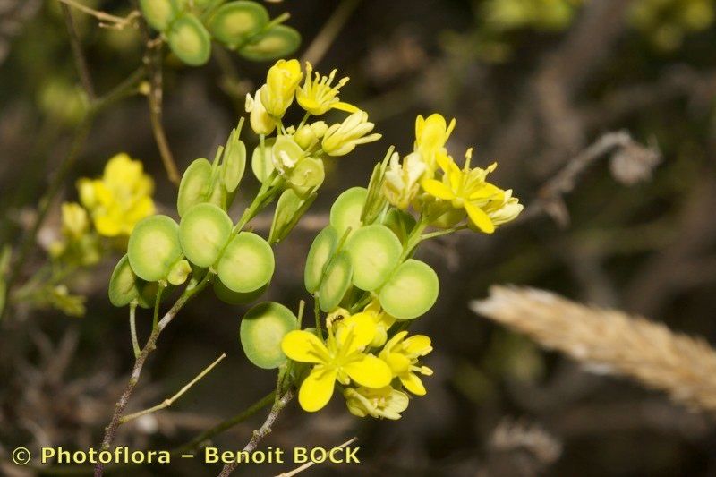 Biscutella lamottei other
