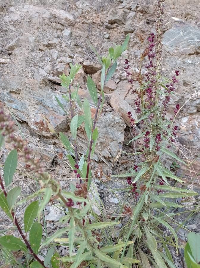 Lysimachia atropurpurea leaf