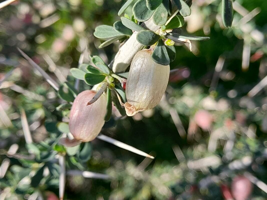 Astragalus fasciculifolius fruit