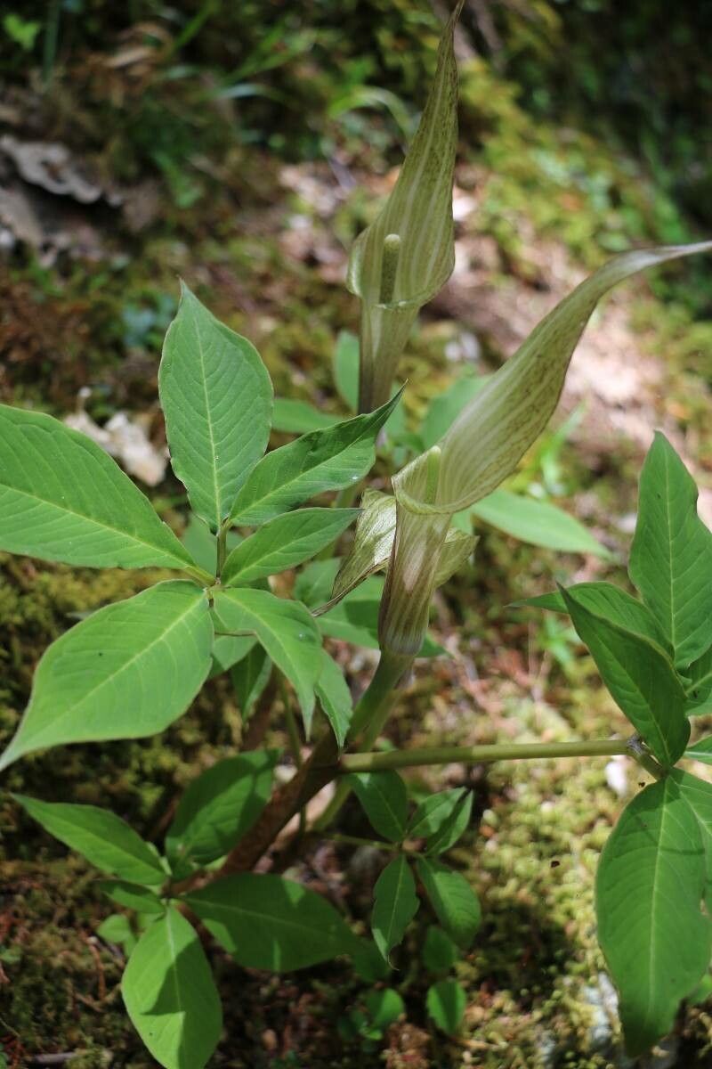 Arisaema serratum flower