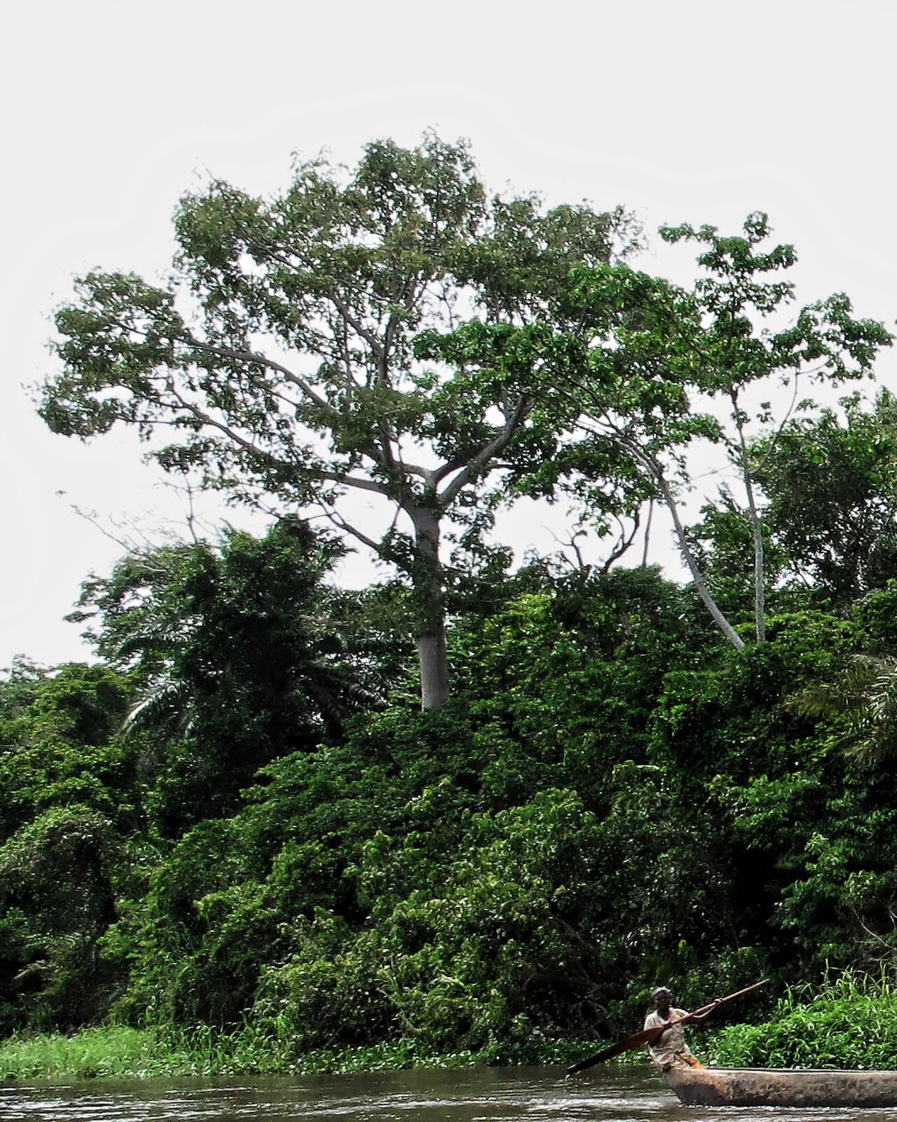 Euphorbia grandifolia — houseplant care guide