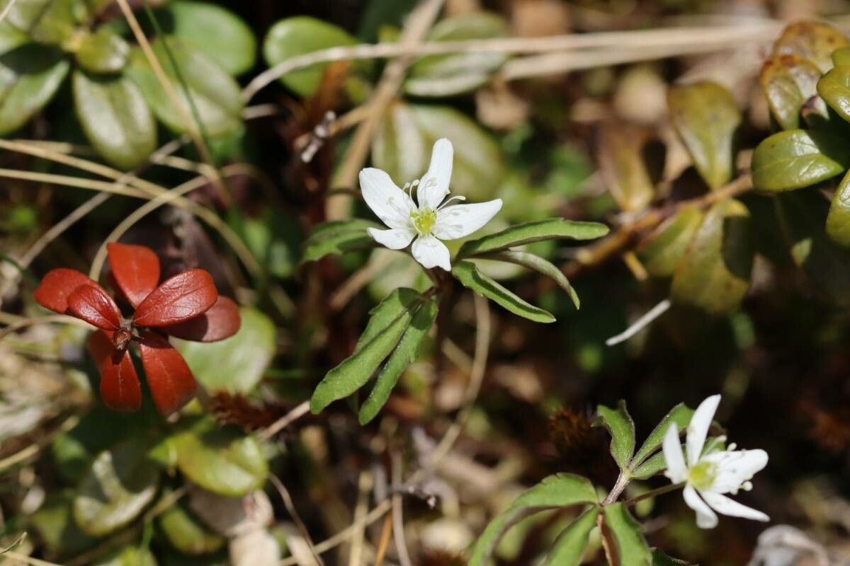 Anemonoides debilis — related species from the same genus