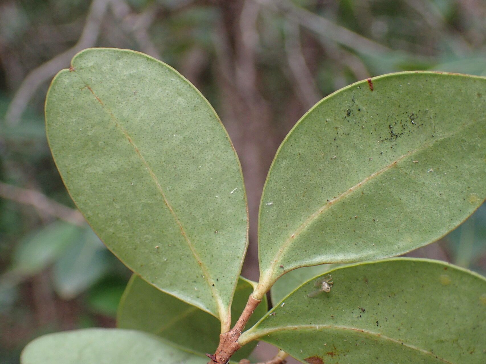 Eugenia cordata leaf