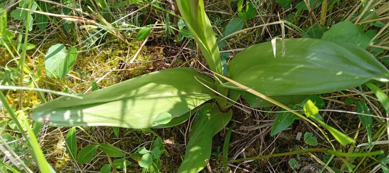 Orchis purpurea leaf