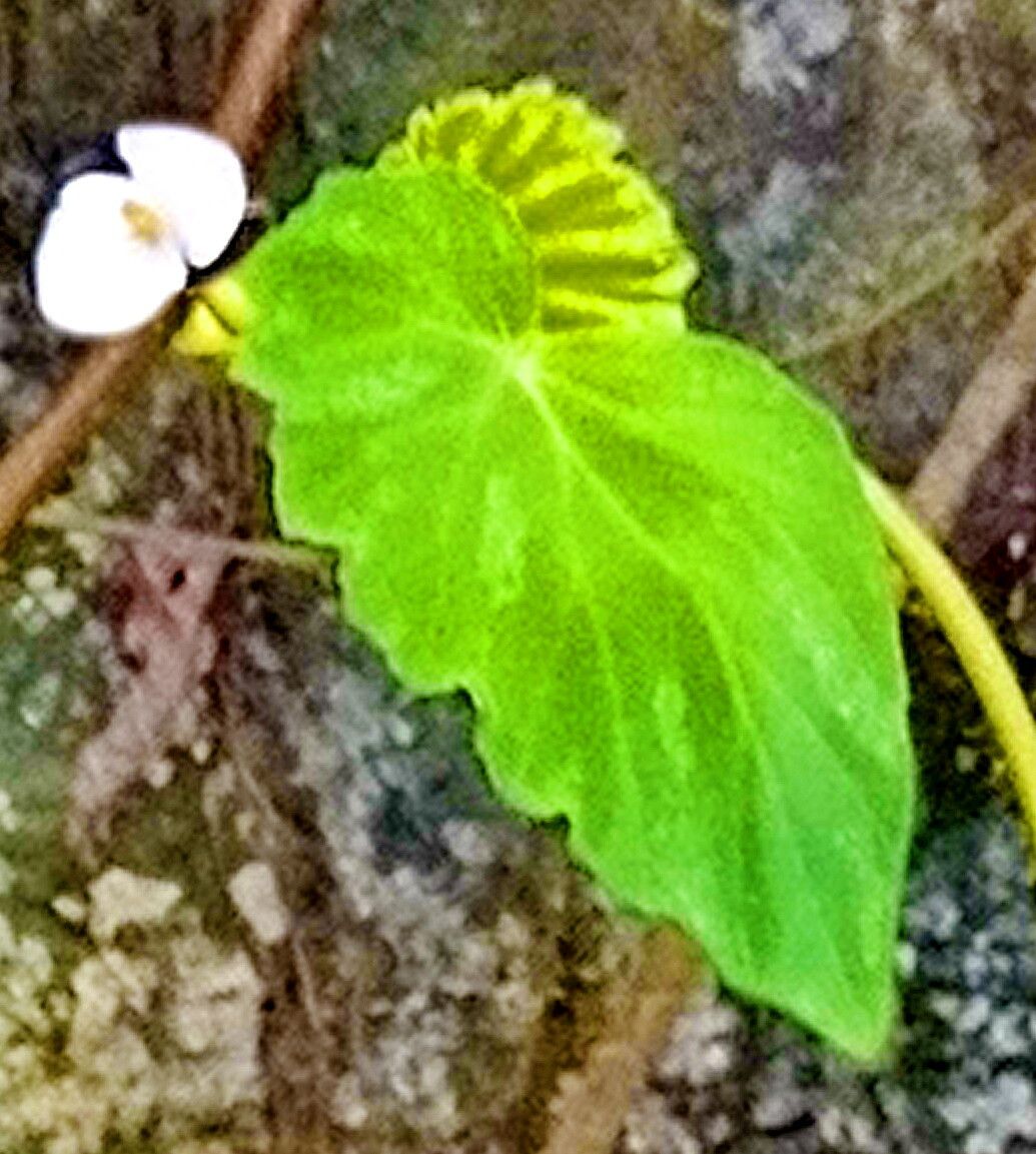 Begonia hooveriana — houseplant care guide