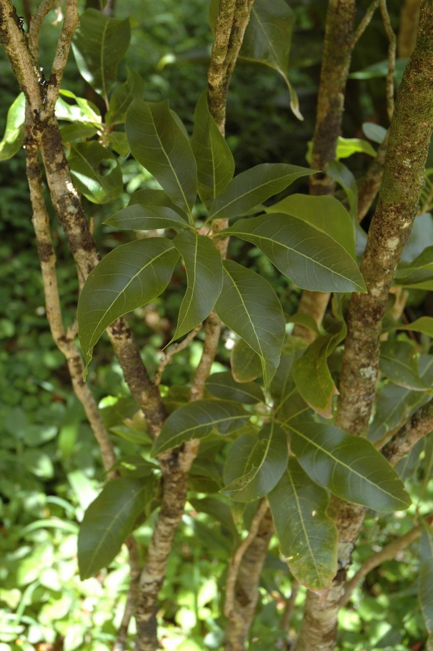 Sapindus oahuensis leaf