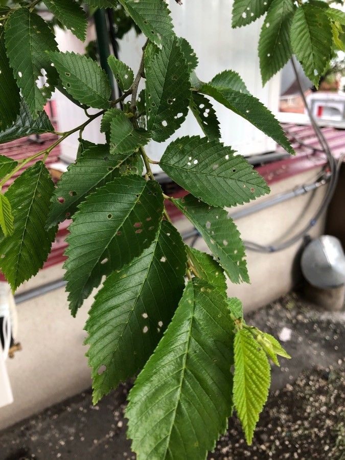 Ulmus elliptica — search result for 'Ulmus'