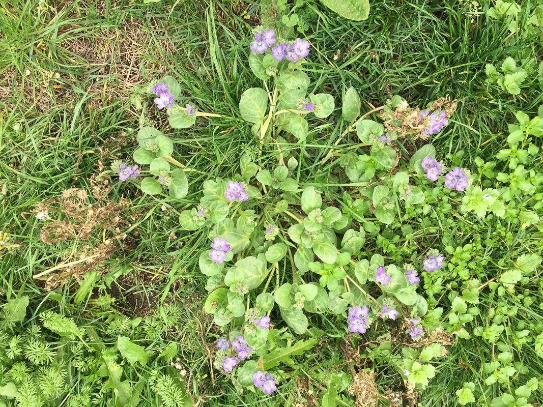 Phacelia divaricata habit